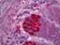 MAPK8 / JNK1 / JNK Antibody (clone 1A2)